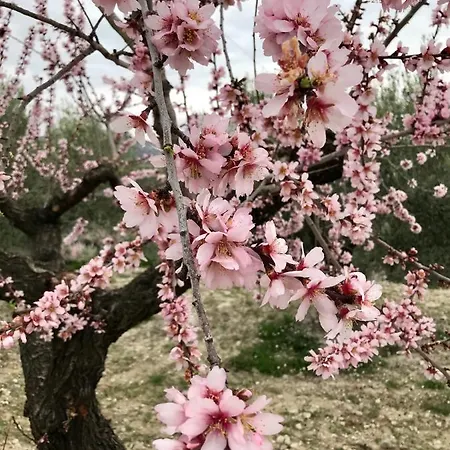 Country house Al-qandil *